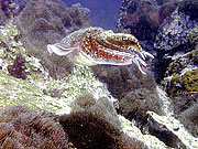 Picture 'Th1_0_2893 Cuttlefish, Thailand'